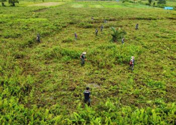 Kodim 1710/Mimika Bersama Pemda Mimika Dan Kelompok Tani Binaan Buka Lahan Persawahan Guna Mensukseskan Program Pompanisasi