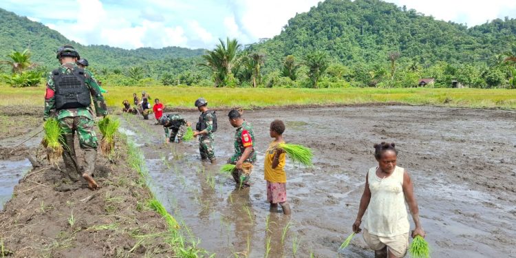 Babinsa Koramil 1715-05/Batom Kodim 1715/Yahukimo Bantu Masyarakat Tanam Padi