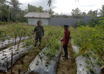 Lewat Komsos, Babinsa Koramil 1710-03/Kuala Kencana Kopda Arif Teguh Motivasi Petani Cabe Binaan