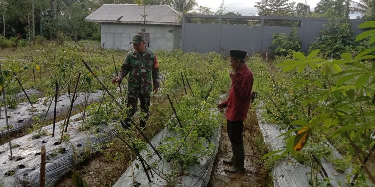 Lewat Komsos, Babinsa Koramil 1710-03/Kuala Kencana Kopda Arif Teguh Motivasi Petani Cabe Binaan