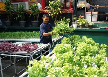 Warga Binaan Rutan Cipinang Dilatih Cara Budidaya Tanaman Hidroponik