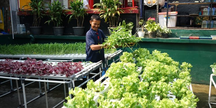 Warga Binaan Rutan Cipinang Dilatih Cara Budidaya Tanaman Hidroponik