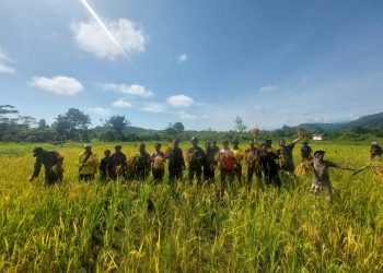 Babinsa Koramil 1715-05/Batom Kodim 1715/Yahukimo Membantu Petani Panen Padi di Desa Okiako Distrik Batom