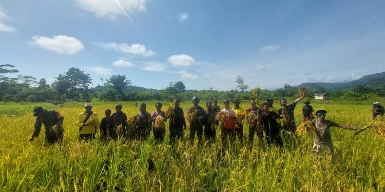 Babinsa Koramil 1715-05/Batom Kodim 1715/Yahukimo Membantu Petani Panen Padi di Desa Okiako Distrik Batom