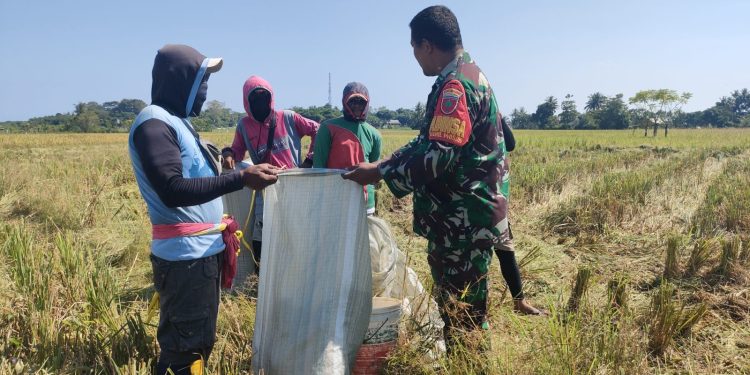 Babinsa Bersama Petani, Menjaga Pangan dan Menguatkan Negeri