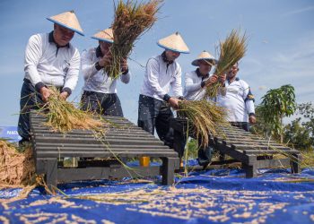 Marinir Panen 17 Ton Padi di Sidoarjo, Perkuat Pangan TNI AL