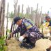 Posbinter Lobam Bersinergi Dengan PT. BIIE Tanam Mangrove, Wujud Kepedulian Terhadap Kelestarian Ekosistem Pesisir Bintan
